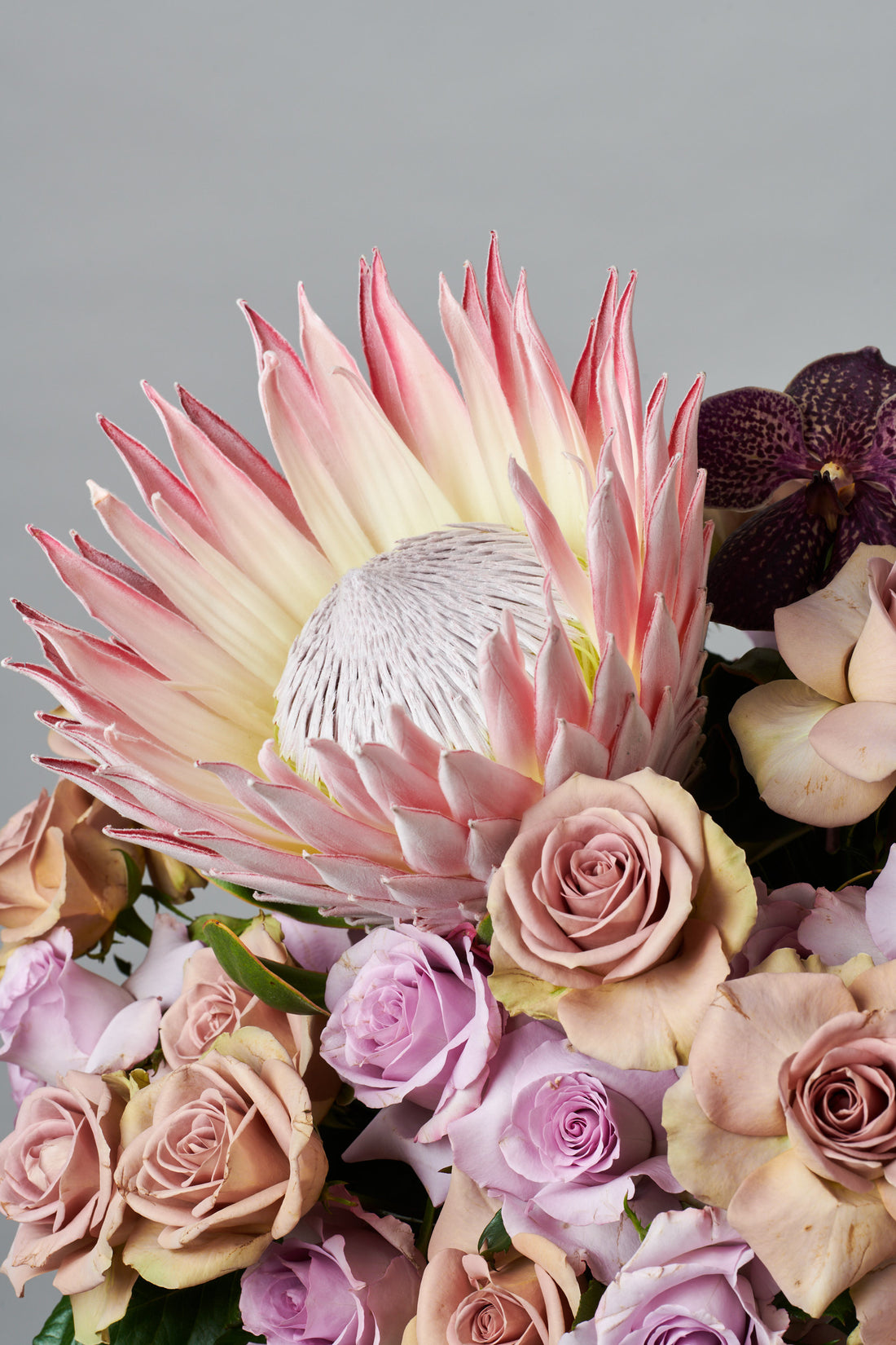 Lilac Protea