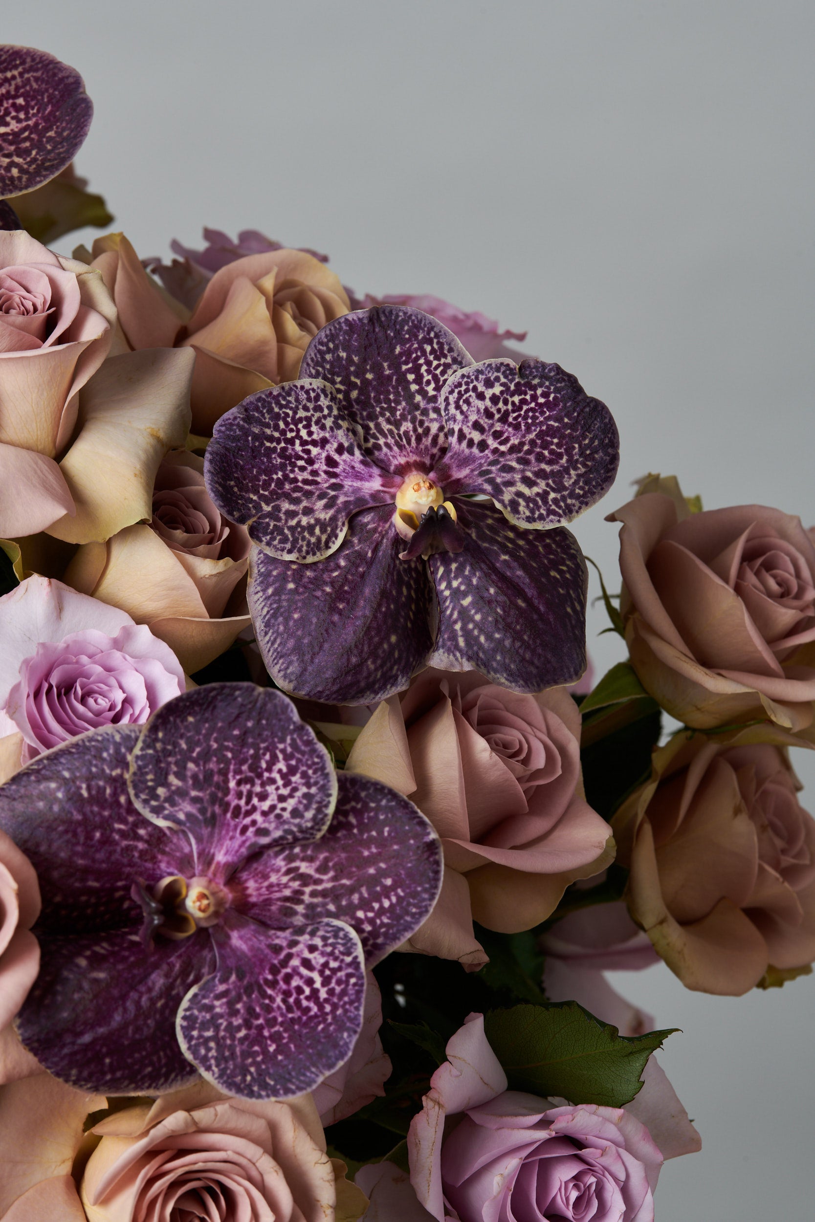 Lilac Protea