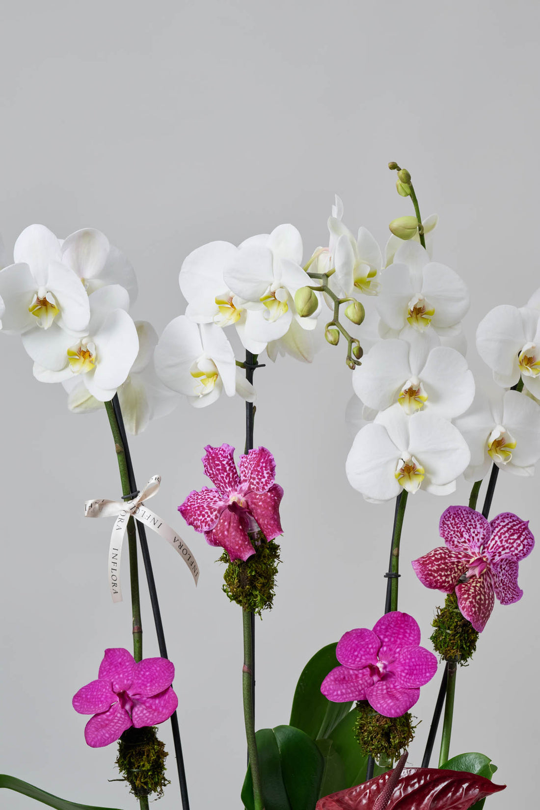 Orchid Love Medium