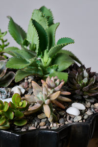 Terrarium Garden