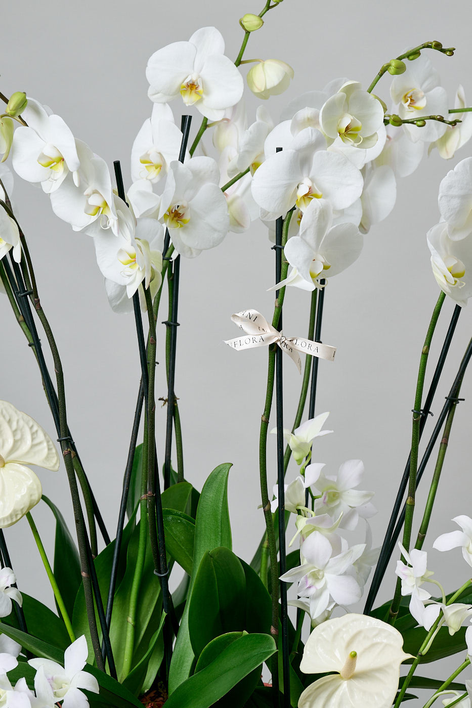 Jardín Botánico de Orquídeas XL + Anthuriums & Dendrobium