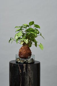 Kokedama Romeo