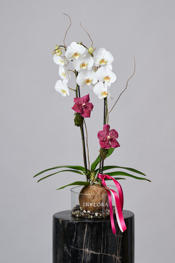 Single Orchid Kokedama