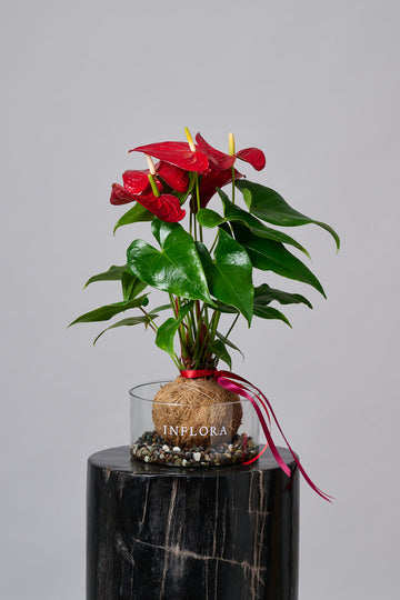 Kokedama Anthurium