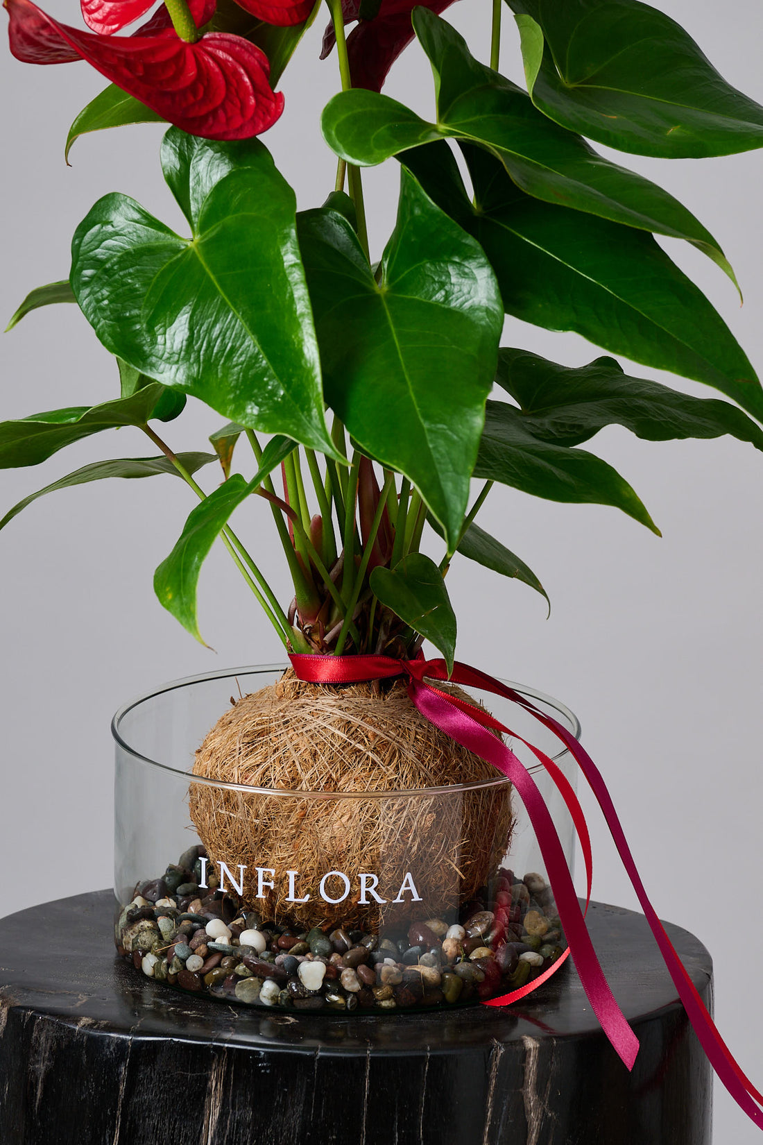 Kokedama Anthurium