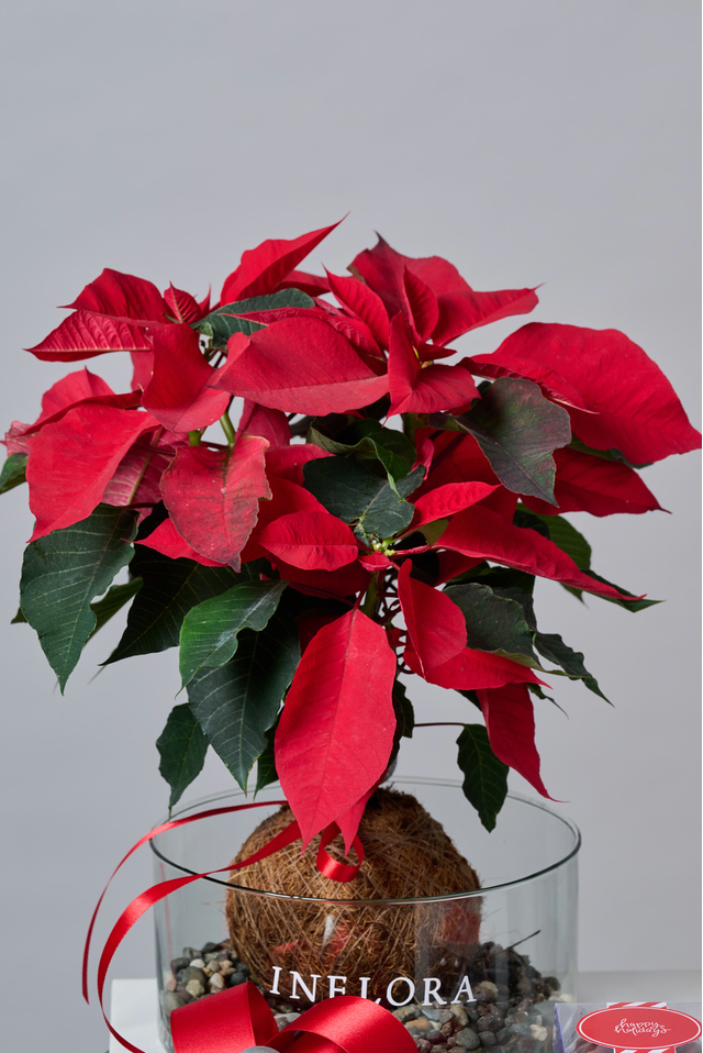 Kokedama Nochebuena Roja