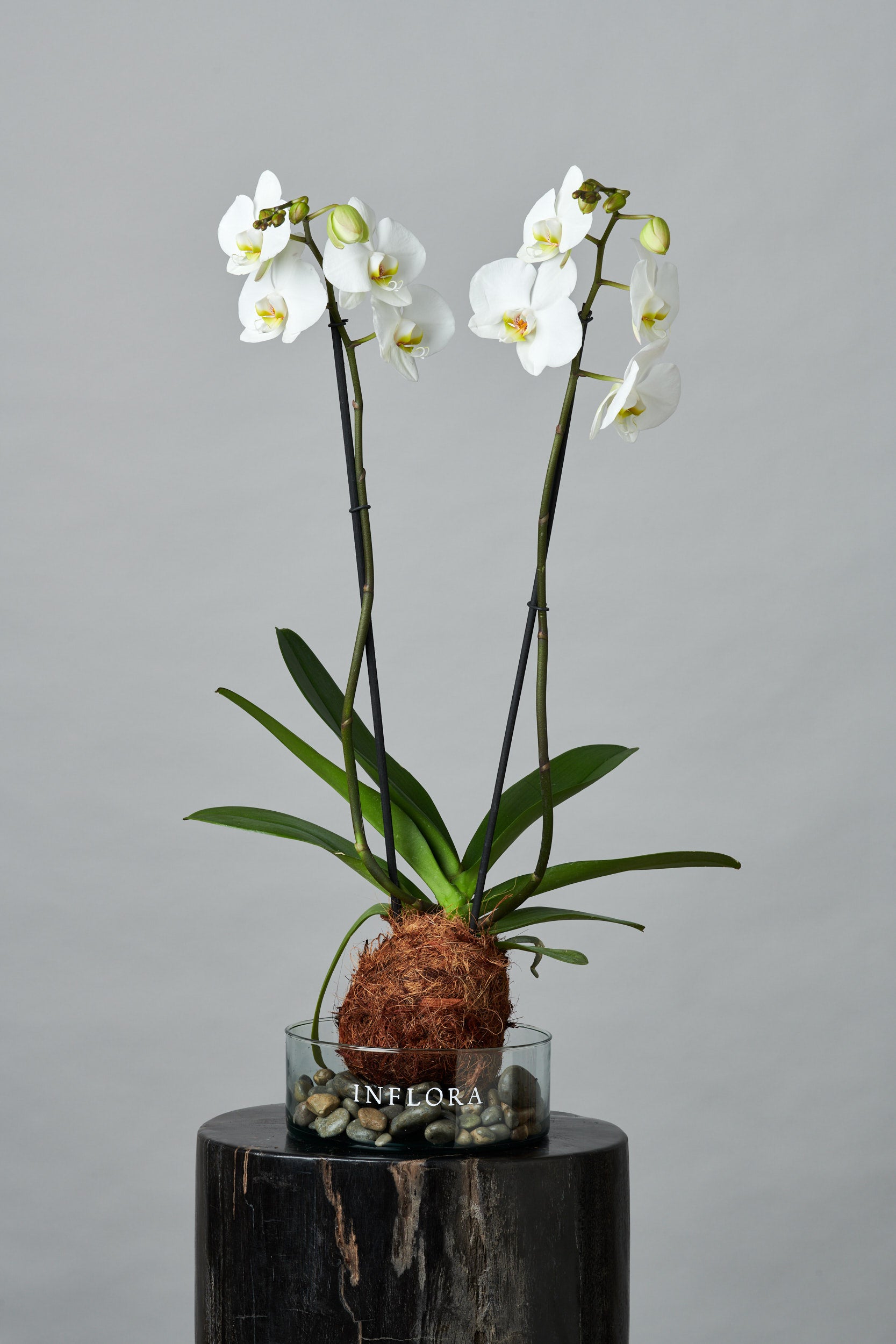 Kokedama Orquídea Fucsia / Blanca