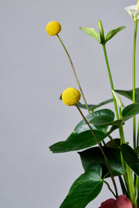 Anthurium Garden