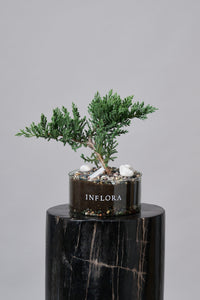 Bonsai