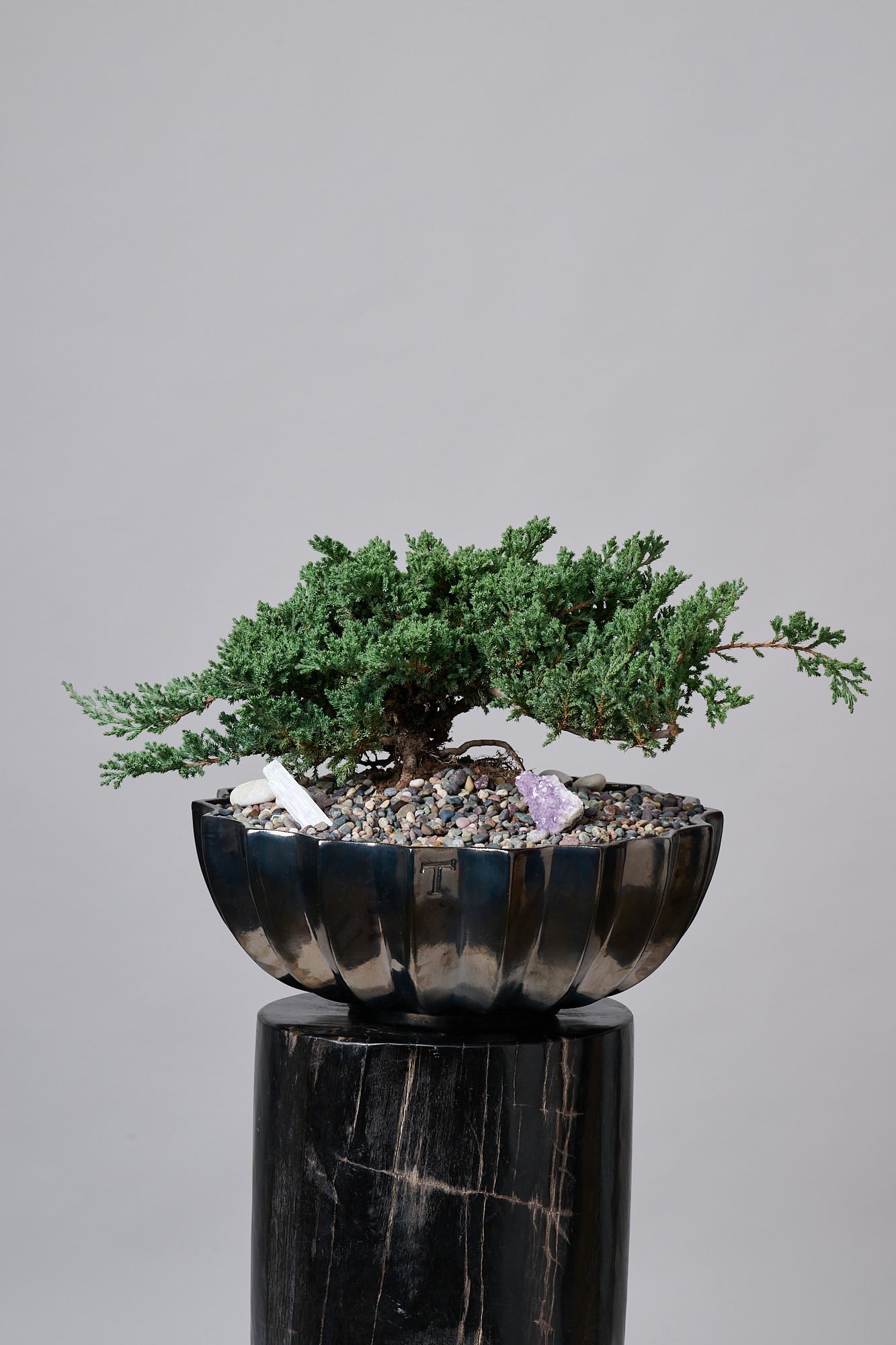 Bonsai en Maceta Trinitate