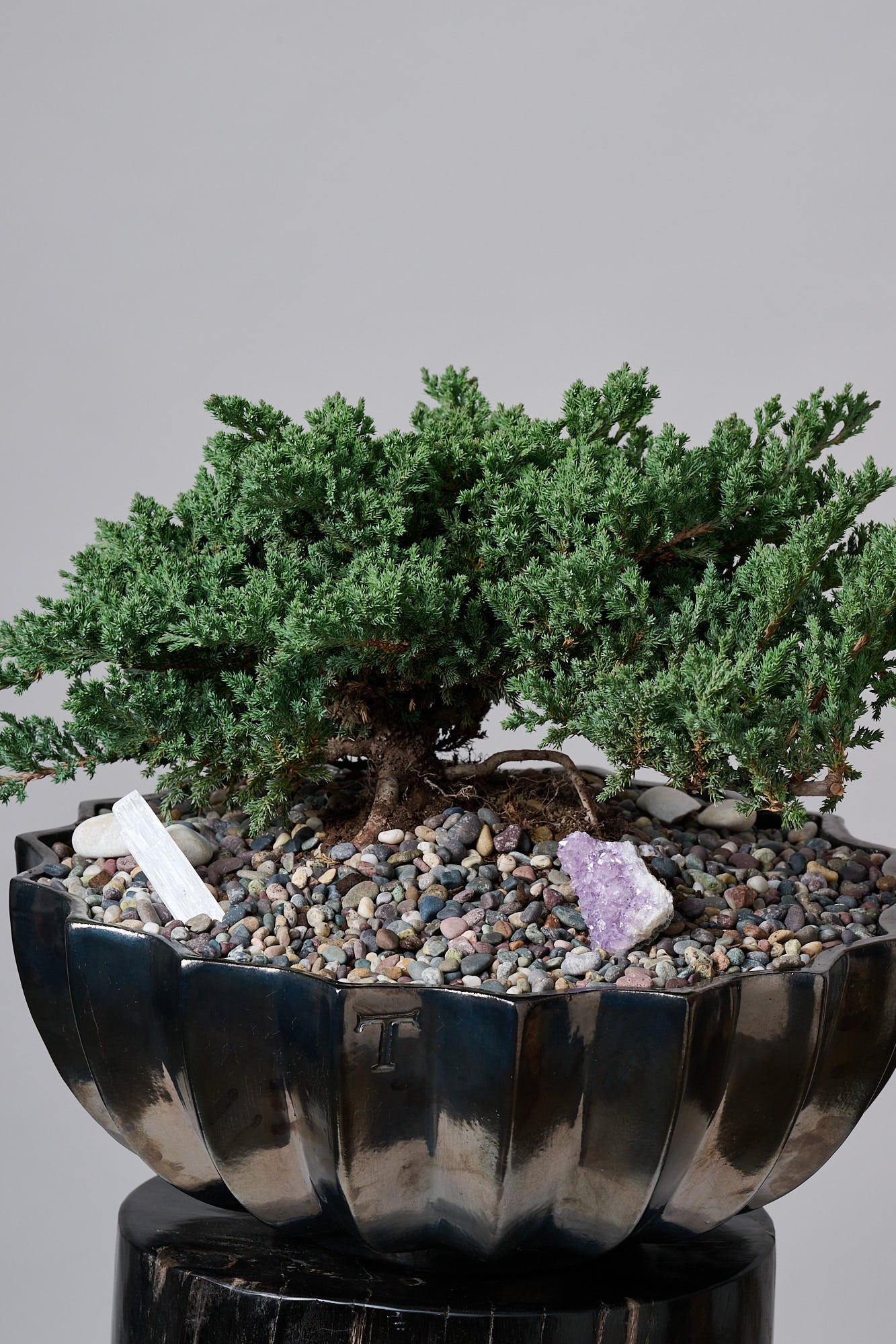 Bonsai en Maceta Trinitate