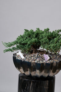 Bonsai en Maceta Trinitate