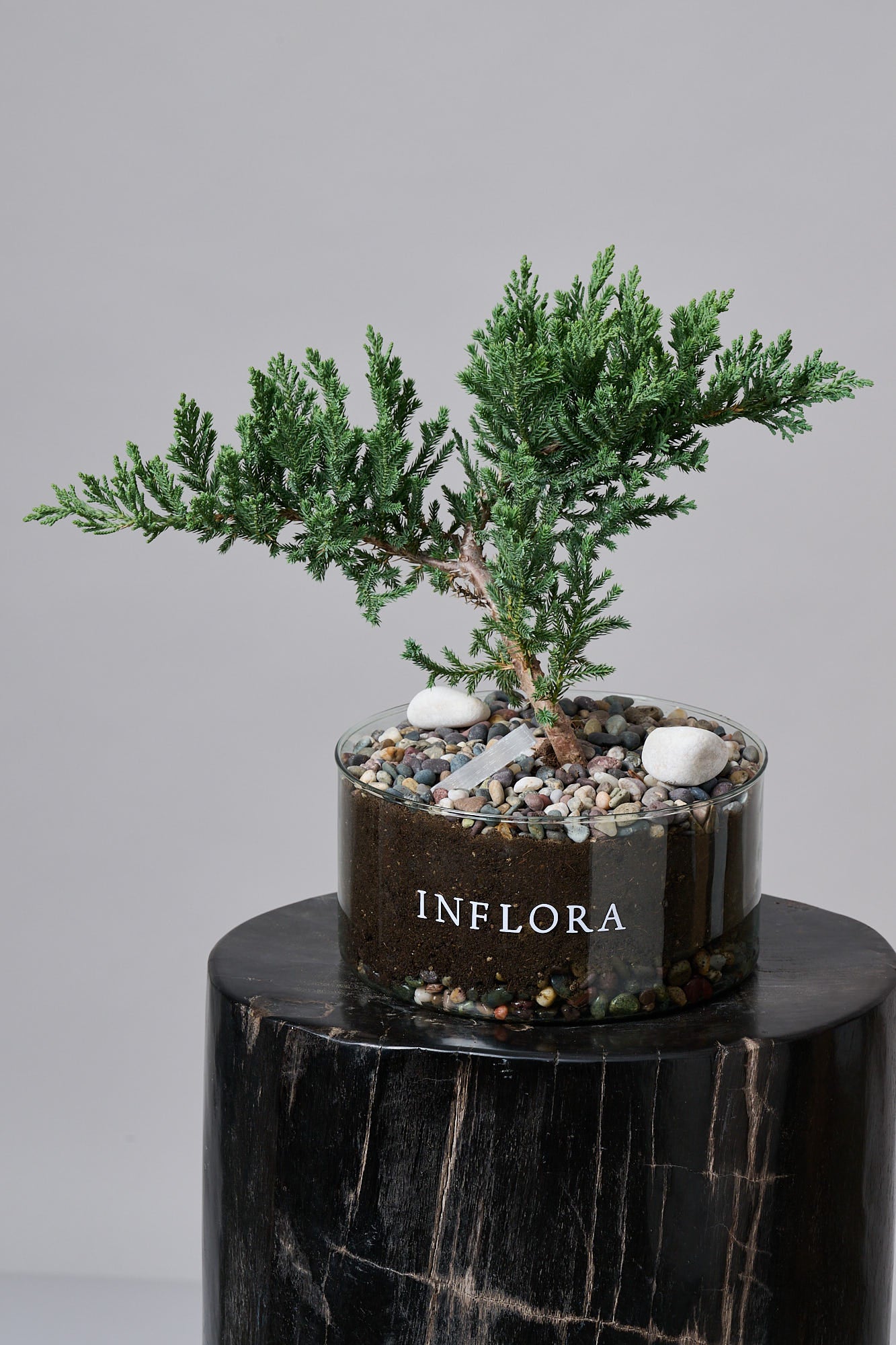 Bonsai