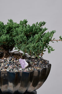 Bonsai en Maceta Trinitate