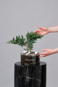 Bonsai