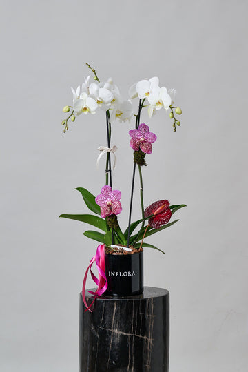 Orchid Love Petite